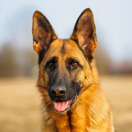 Retreat With Ponds, Braibant